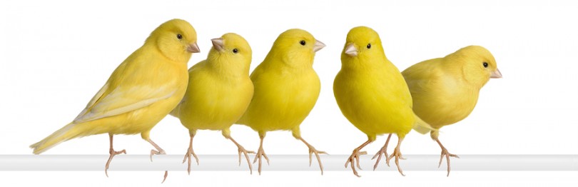 bigstock Flock Of Yellow Canary Serin 3469891 810x262